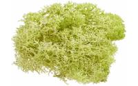 Hobbyfun Mini-Garten Islandmoos hellgrün