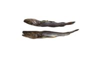 Kaufit Blue Whitting 200g