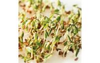 HARRY HERBS Microgreens Nachfüllset