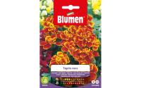 SAMEN MAUSER Zwergtagetes MARIETTA