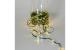 Star Trading Lichterkette Dew Drop Micro