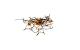 Star Trading LK LED golden 5.6m