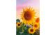ABC Glückwunschkarte Sonneblume