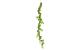 Botanic-Haus Philodendron Scandens Brasil