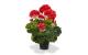 Botanic-Haus Geranien 40 cm
