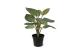 Botanic-Haus Philodendron Birkin