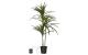 Star Trading künstliche Pflanze Bali 84cm