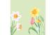 Duni Servietten 4-lagig Spring Melody