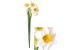 Chalet Blumenstrauss Narzissen 51cm
