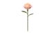 Robotime Light Pink Camellia