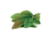 Click and Grow Sauerklee