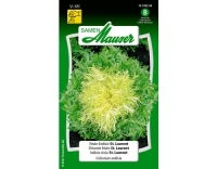 Fris&eacute;eEndivie St. Laurent