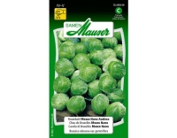 Rosenkohl Mezzo Nano Auslese