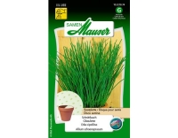 Saatplatte Schnittlauch