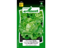 WinterKopfsalat Wunder