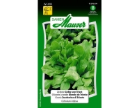 Zichorie Gelbe von Triest