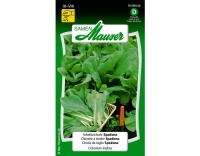 Schnittzichorie Spadona