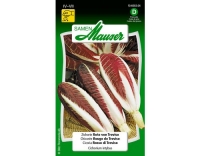 Zichorie Rote von Treviso