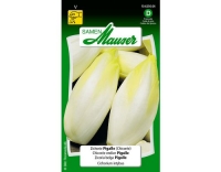 Zichorie Pigalle (Chicorée)