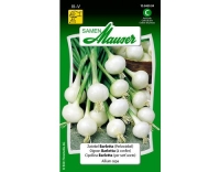 Zwiebel Barletta (Perlzwiebel)