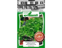 Fr&uuml;hlingskresse, Barbarakraut