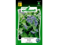 Borretsch (Gurkenkraut)