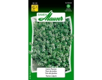 Thymian (Garten/Winter)