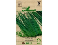 Schnittlauch, feiner