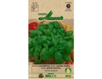 Basilikum grossblättrig