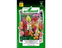 Löwenmaul halbhohe Mischung