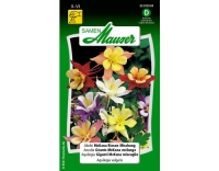 Akelei McKana Riesen Mischung