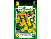 Ringelblume Gitana Fiesta Misch.