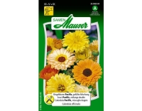 Ringelblume Pacific, gef&uuml;llte Misch.