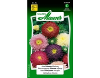 Aster Prinzess Mischung