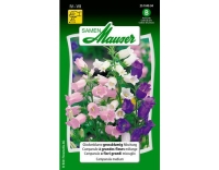 Glockenblume grossblumige Mischung