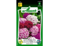 Bartnelke einjährige Mischung