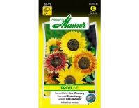 Sonnenblume Cino Misch.