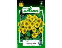 ZwergSonnenblume Pacino
