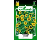 Sonnenblume Sonja
