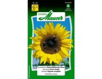Sonnenblume Einfachblüh. Riese