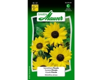 Sonnenblume Piccolo