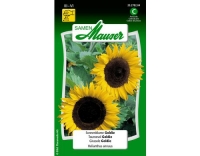 Sonnenblume Goldie