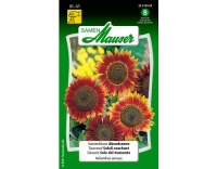 Sonnenblume Abendsonne