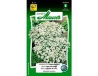 Duftsteinkraut Schneeteppich