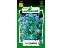 Vergissmeinnicht niedrig, indigoblau