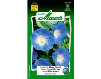 Prachtwinde Blauer Himmel