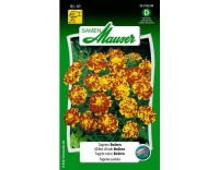 Tagetes Bolero
