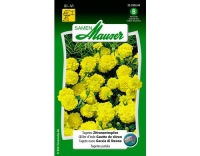 Tagetes Zitronentropfen