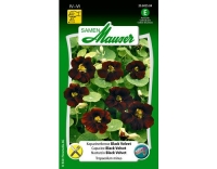 Kapuzinerkresse Black Velvet