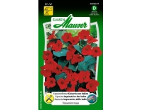 Kapuzinerkresse Kaiserin von Indien